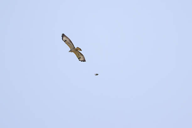 Swainson's Hawk (Buteo swainsoni) in flight.