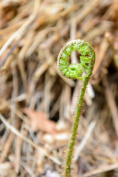 Sprouting fern plant unfurling in spring