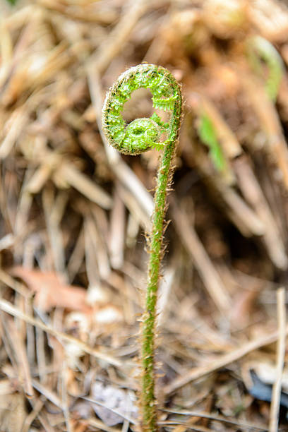 Close-up of three young fern leaves, one starting to unfold, against a black background. The bright green texture and curling fronds create a striking natural composition. Copy space