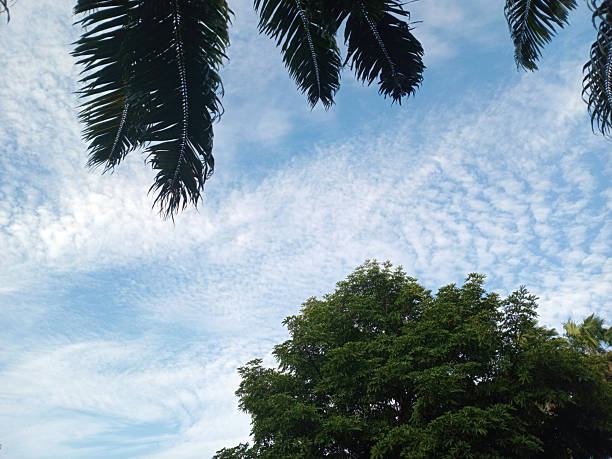 Tropical treetops and palm fronds framing a bright blue sky with scattered cirrus and altocumulus clouds, serene nature background with copy space.