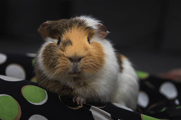 Guinea pig sits, behaves on owner, lies together on sofa. Fun with pet, front view