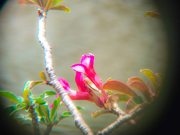 A stunning display of Adenium flowers on a textured stem. This image captures the elegance of popular ornamental succulent plants used in modern landscaping