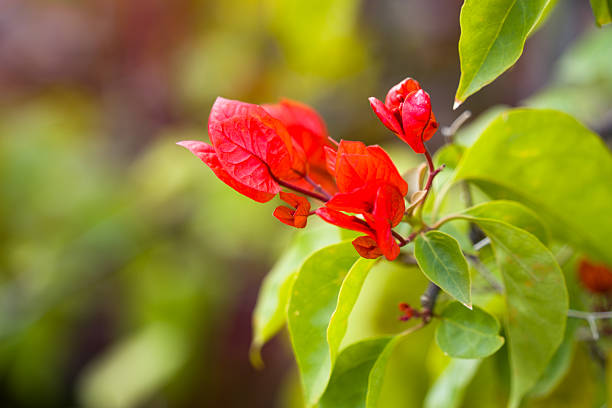Bright red bougainvillea with green leaves