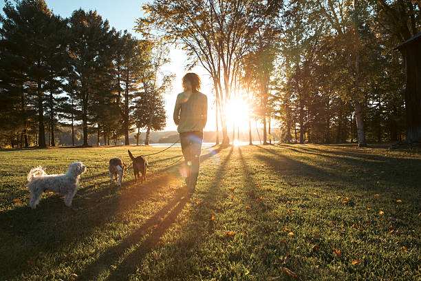 Woman and her dogs walking through a grassy clearing as low sunlight streams between tall trees. Long shadows and warm tones create a peaceful atmosphere associated with reflection and slow living.
