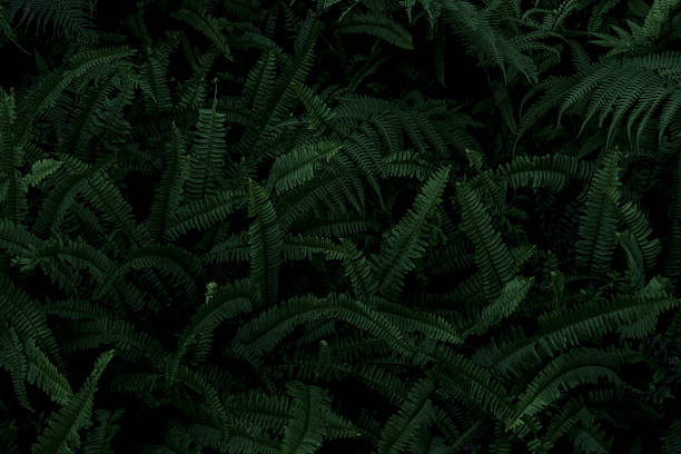 Fern Background