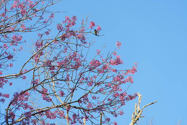 Soft focus Cherry blossoms, Pink flowers background.(PHOTO)