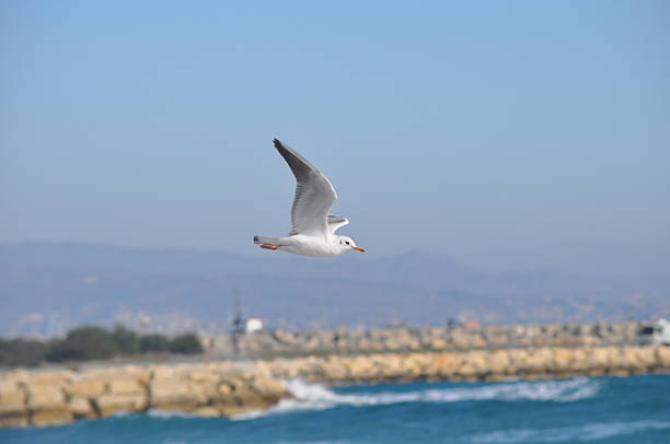 The beautiful bird Larus ridibundus (Black-headed Gull) in the natural environment