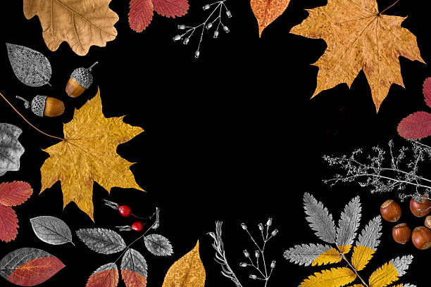 Autumn flat lay frame with colorful fallen leaves, acorns, and nuts on a solid black background, top view, central copy space. holiday sales, thanksgiving, Black Friday, posters, kitchen-themed art.