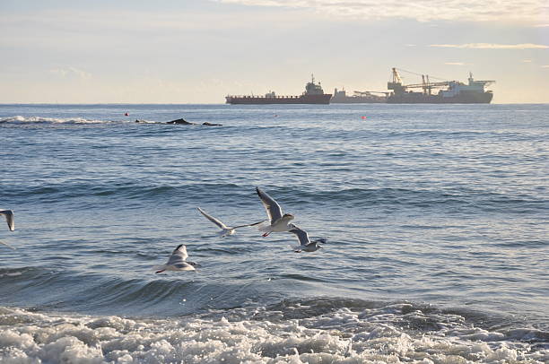 The beautiful bird Larus ridibundus (Black-headed Gull) in the natural environment