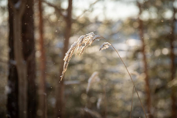 Snowy forest scene with frosted grass and trees in winter. High-quality commercial stock image.