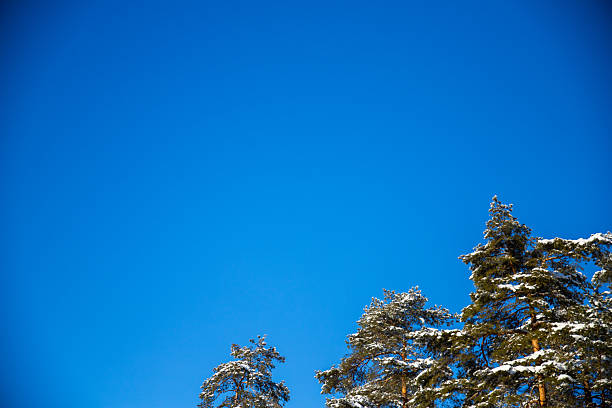 Snow-covered trees against clear blue winter sky. High-quality commercial stock image.