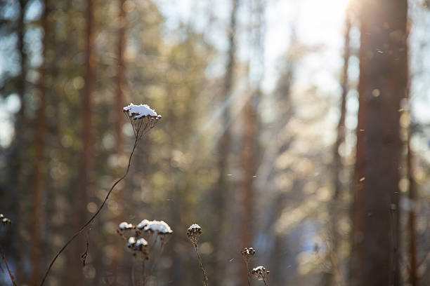 Snowy forest with frosty plants and sunlit trees. High-quality commercial stock image.