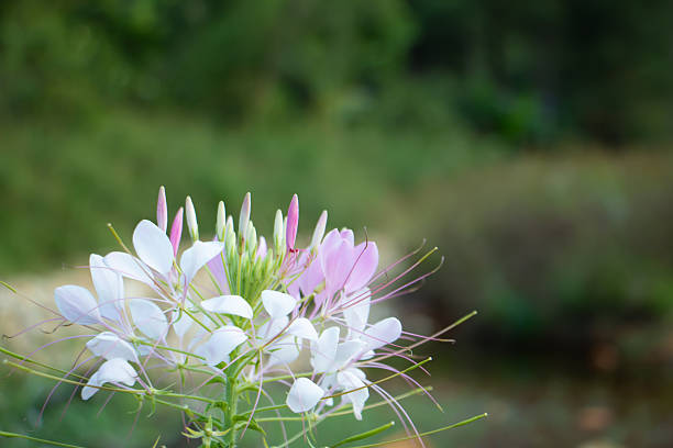 White and soft pink spider flower blooming with long stamens, macro closeup in natural light, green blurred background with copy space.