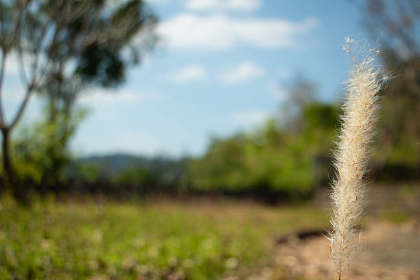 Soft grass flower in focus with blurred meadow and blue sky background, peaceful countryside nature scene, sunny outdoor landscape.