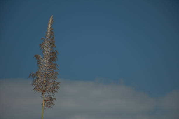 Single tall grass plume against blue sky with soft cloud, minimal natural background, calm outdoor scene with copy space.