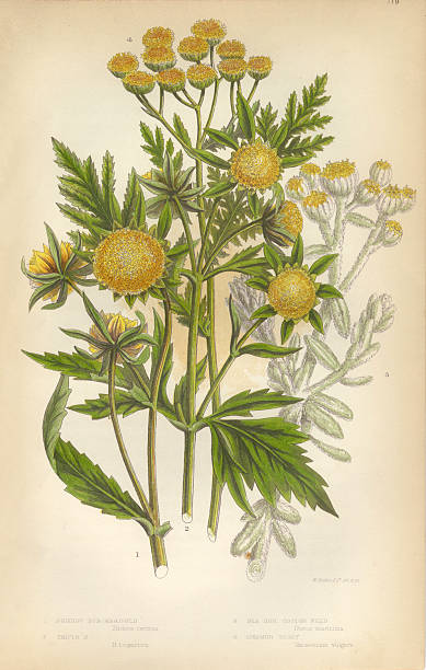 Very Rare, Beautifully Illustrated Antique Engraved Marigold, Cottonweed, Sunflower, Tansy, Victorian Botanical Illustration Victorian Botanical Illustration, from The Flowering Plants and Ferns of Great Britain, Published in 1846. Copyright has expired on this artwork. Digitally restored.