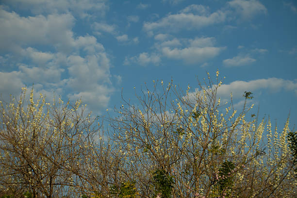 White blossoms on leafless trees under blue sky with soft clouds, seasonal nature landscape and fresh spring atmosphere.