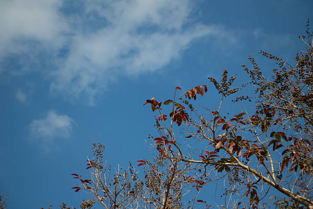 Red brown leaves and seed clusters on tree branches against clear blue sky, seasonal nature scene with copy space and calm outdoor atmosphere.