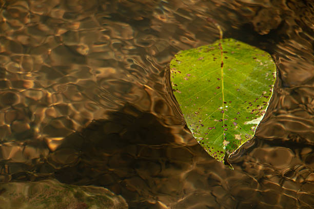 Green leaves in front of water