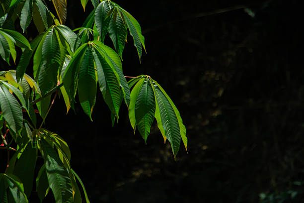 Sunlit tropical leaves against a dark background with dramatic light rays, lush green foliage in jungle atmosphere, natural moody botanical scene.