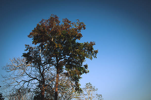Tall tree with green and dry branches against clear blue sky, natural landscape background, outdoor environment with wide copy space.