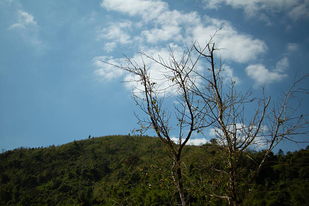 Bare tree branches in foreground with green hills and blue sky clouds, natural landscape scene showing seasonal change and rural environment.