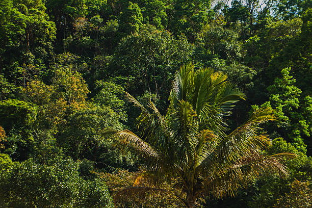 Lush tropical forest with palm tree in foreground, dense green jungle vegetation under natural sunlight, exotic rainforest landscape.