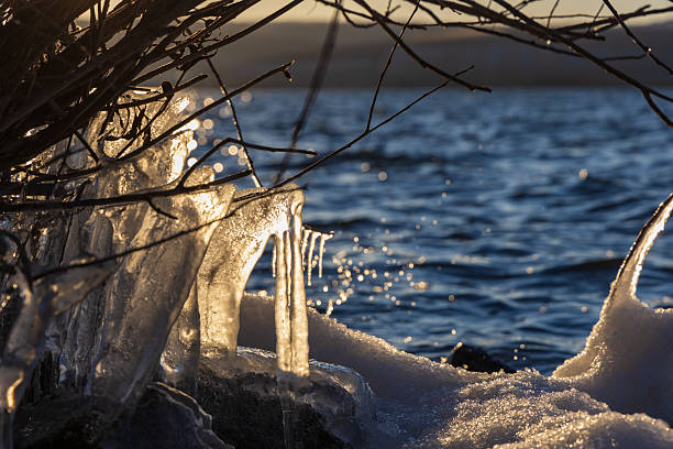 A detailed view of rocks and coastal vegetation covered in a thick layer of ice and frozen spray. The blue water of the lake contrasts with the white ice sculptures under a clear sunny sky. Winter landscape, freezing weather and nature beauty concept.