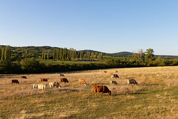 Cattle roam freely across a vast, golden field under a clear blue sky, with lush green trees and hills in the background