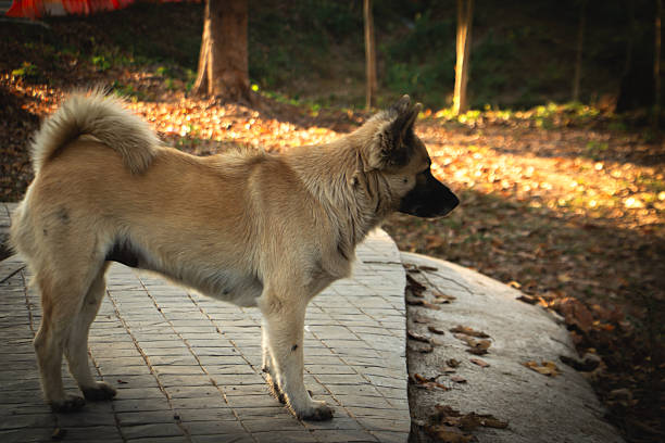 Brown mixed breed dog standing outdoors on a park pathway in autumn, alert and calm, surrounded by natural forest scenery.