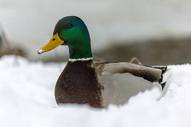 Male mallard duck (Anas platyrhynchos) sitting in snow.