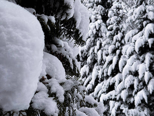 Evergreen tree covered with snow. Beautiful forest Winter Landscape