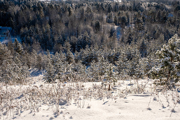 Winter landscape, spruce and pine trees covered with snow. View from the mountain.