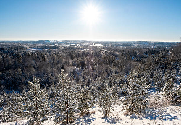Winter landscape, spruce and pine trees covered with snow. View from the mountain.