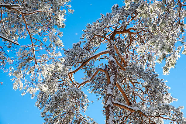 Frost-covered pine branches against the blue sky, viewed from bottom to top.