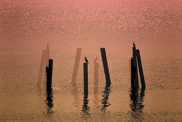 Double exposure of Cormorants resting on pilings.