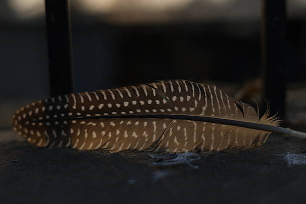 Macro shot of a patterned guinea fowl feather with white spots on a dark textured surface.