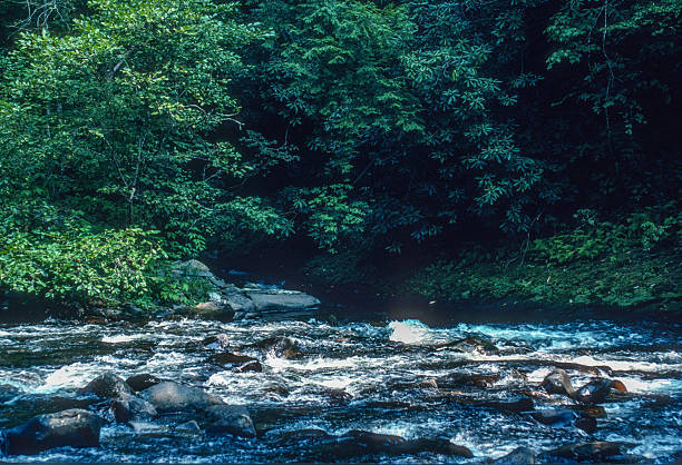 Great Smoky Mountains National Park - Cades Cove, Abrams Creek - 1991. Scanned from Kodachrome 64 slide.