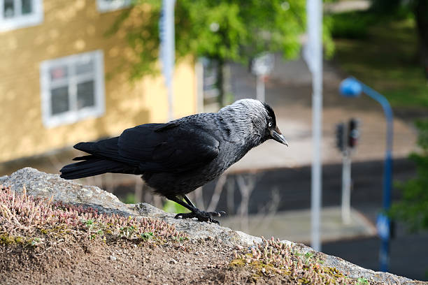 A jackdaw walks on a patch of grass covered with dry leaves, scanning the ground for food. Its glossy black and gray plumage contrasts with the earthy tones of the background. The bird's sharp gaze and alert posture highlight its intelligence and adaptability in urban and natural environments.
