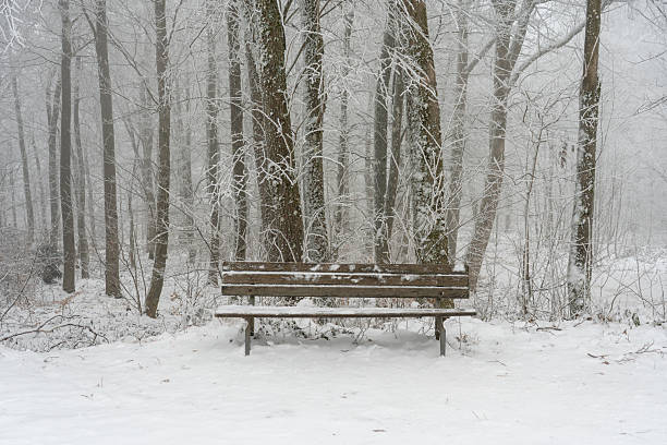 A lonely wooden bench sits in a white, frosted forest after heavy snowfall. Empty Wooden Park Bench in Snow-Covered Winter Forest.