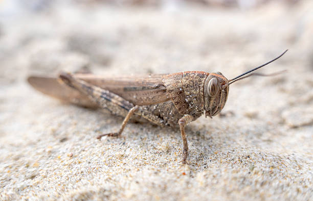 This close-up photograph captures a brown grasshopper on a sandy surface, showcasing its intricate textures and details in a natural setting under soft lighting.