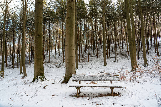 Rustic Wooden Bench Covered in Snow in a Quiet Winter Forest.