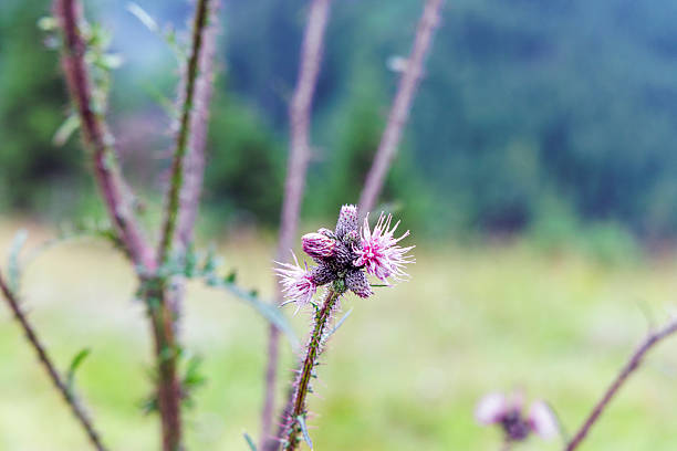 Close up of a blooming purple thistle wildflower against a soft blurred background of green mountain slopes and forest.
