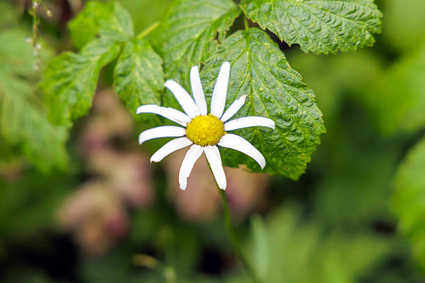 Close up of a blooming white daisy among green leaves in a rainy forest. Concept of nature purity, botany and organic environment.