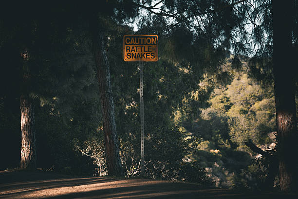 A weathered yellow caution sign warns of rattlesnakes in a dense, shadowy forest with sunlit patches highlighting the trees and undergrowth