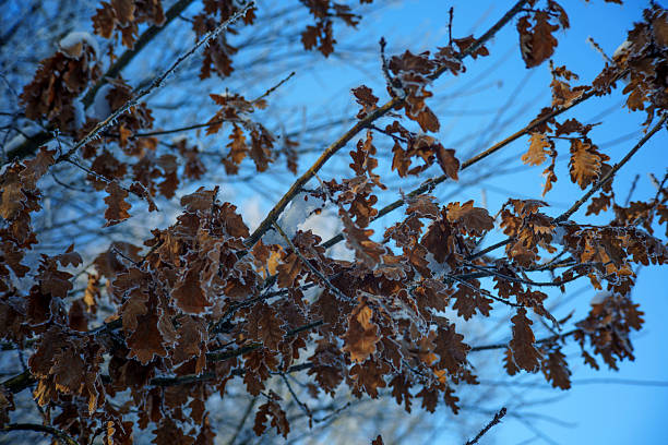 Tall leafless tree covered with frost against a bright blue sky with light clouds. Winter nature landscape showing frozen branches, cold weather and seasonal change. Clean natural background with copy space.