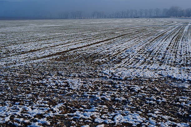 Thin snow covers farm furrows and soil, fading into misty horizon under cold light.