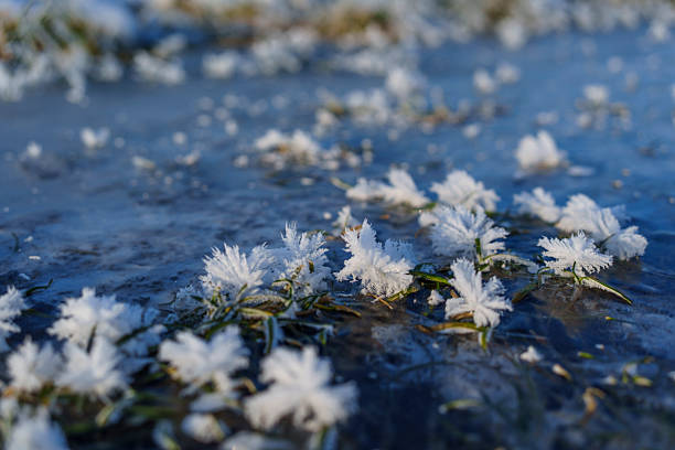 White frost flowers form on thin ice near grass blades, creating an abstract winter background.