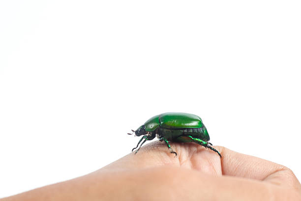 flying insect scarab beetle isolated