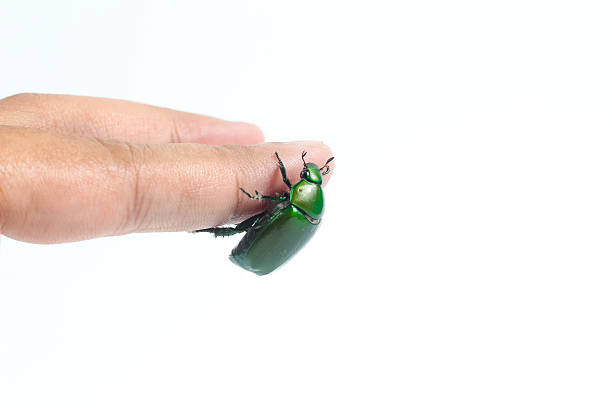 Macro photo of green June beetle (Cotinis nitida) with a focus on the face and eye.  The background is yellow and there is plenty of detail and texture.